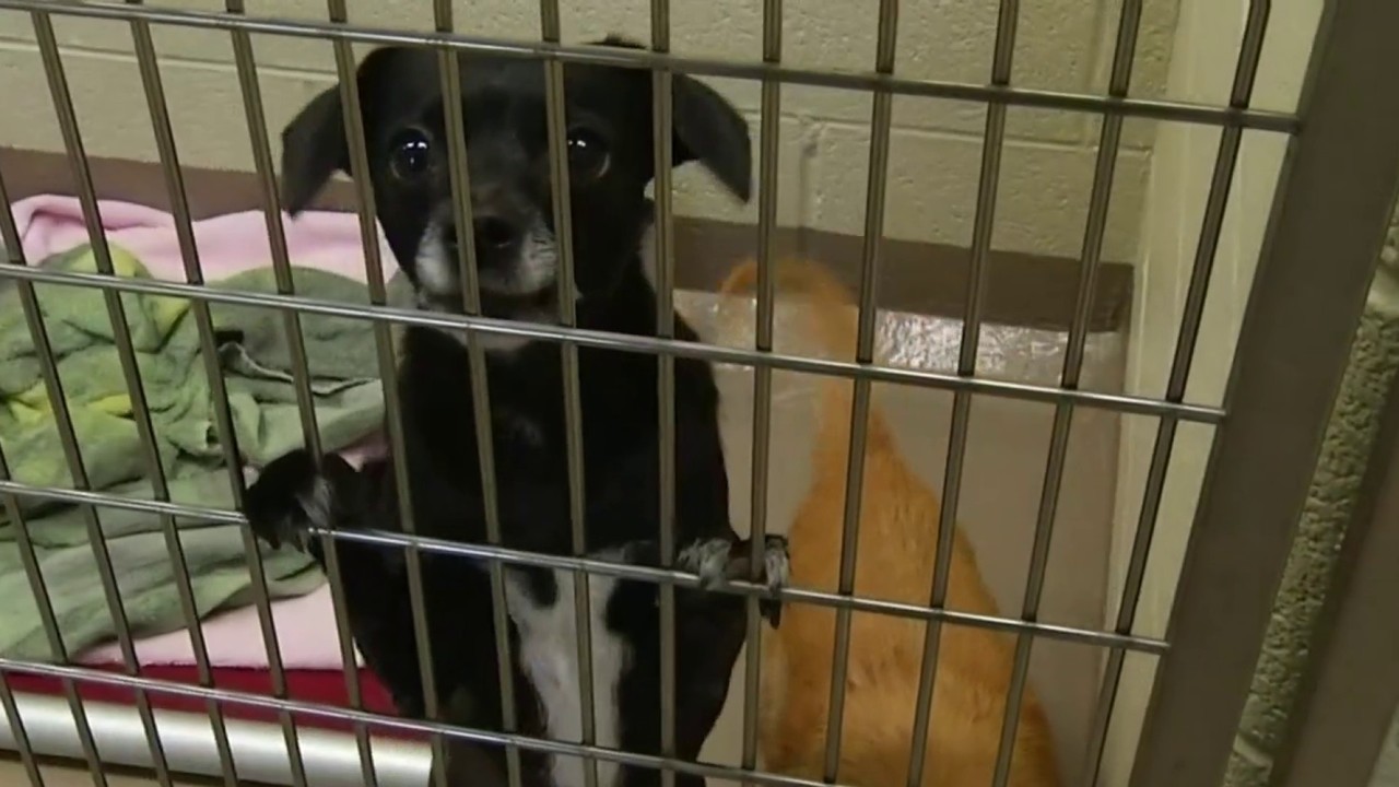 Grant County Animal Shelter change comin